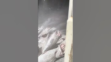 -55℃ Deep Frozen Tunas Unloading In This Rough Way !