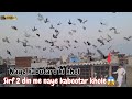 Naye kabutaro ki khol kari sirf 2 din me   pigeons care factory