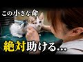 突然、子猫の容態が急変しました。