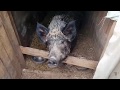 wild home boar. Кабан - Фроська.