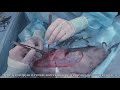 Регионарная мастэктомия у собаки | Regional mastectomy in dog