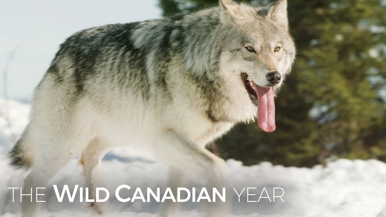 ⁣Wolves Hunt Caribou In Quebec’s Northern Forest | Wild Canadian Year