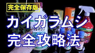 完全保存版 カイガラムシ完全攻略法 殺虫剤 園芸 家庭菜園 Youtube