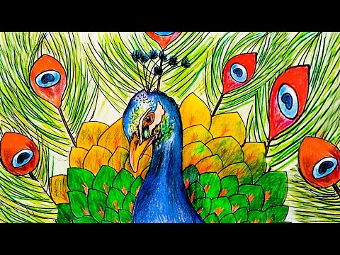 4 Ways to Draw an Exotic Peacock | Bird drawings, Drawings, Colorful  drawings