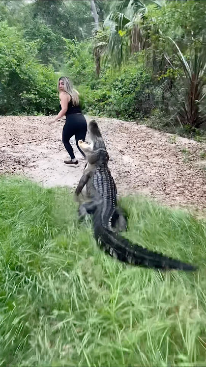 Gator chases Gabby #Gator #Alligator #Animals #Dangerous  ￼