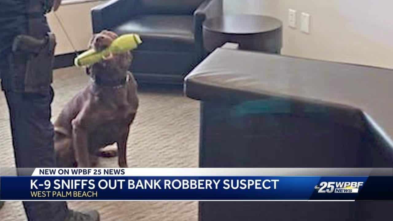 West Palm Beach police K-9 'Indy' thwarts bank robbery attempt - YouTube