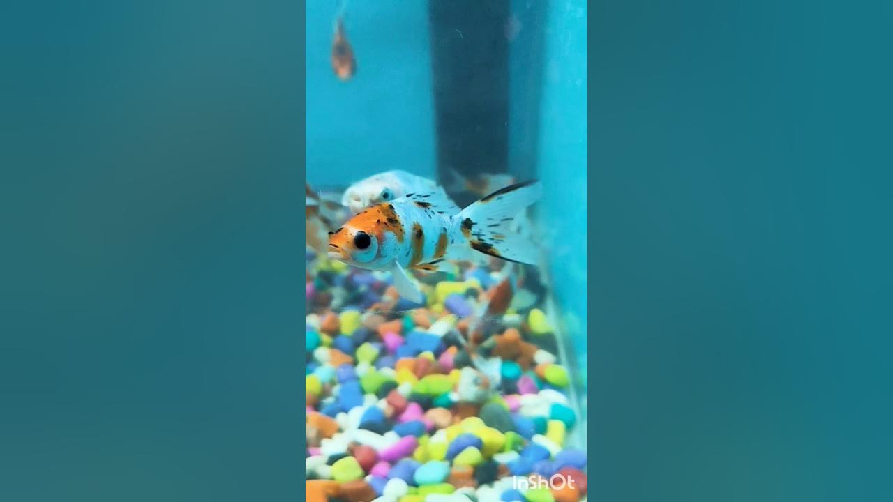 different Types Of Beautiful Fishes shorts ytshort colourfish top-10-most-beautiful-colorful-fish-types-pouted