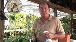 Natural Ways to Keep Bugs Off of Tomato Plants