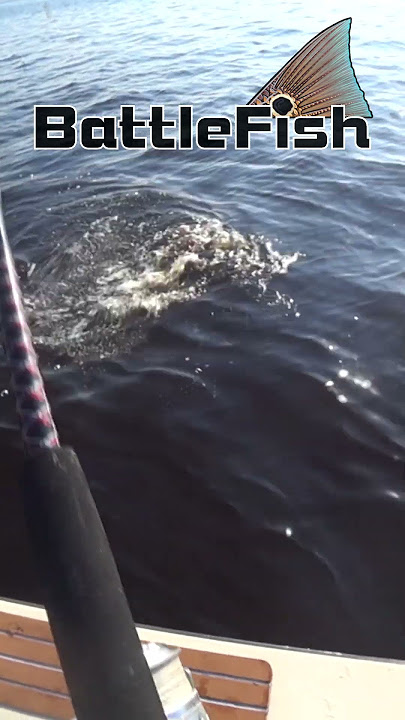 Tarpon Follow Up July 5th Doctors Lake 