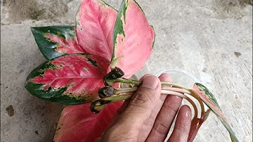 I Tried to Propagate Aglaonema Red Kochin in Water
