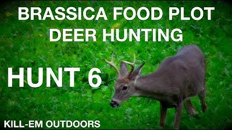 Brassica Food Plot (HUNT 6)