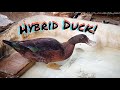 Mulius - A Duck / Muscovy Hybrid