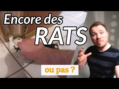 Fin d'infestation de rats : le test de la mousse expansive filmé