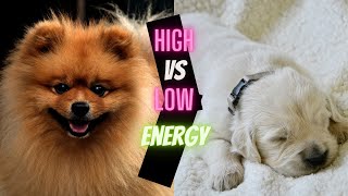 High vs Low energy dogs - Lets watch the difference in action