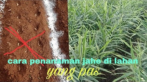 CARA PENANAMAN JAHE DI LAHAN YG PAS