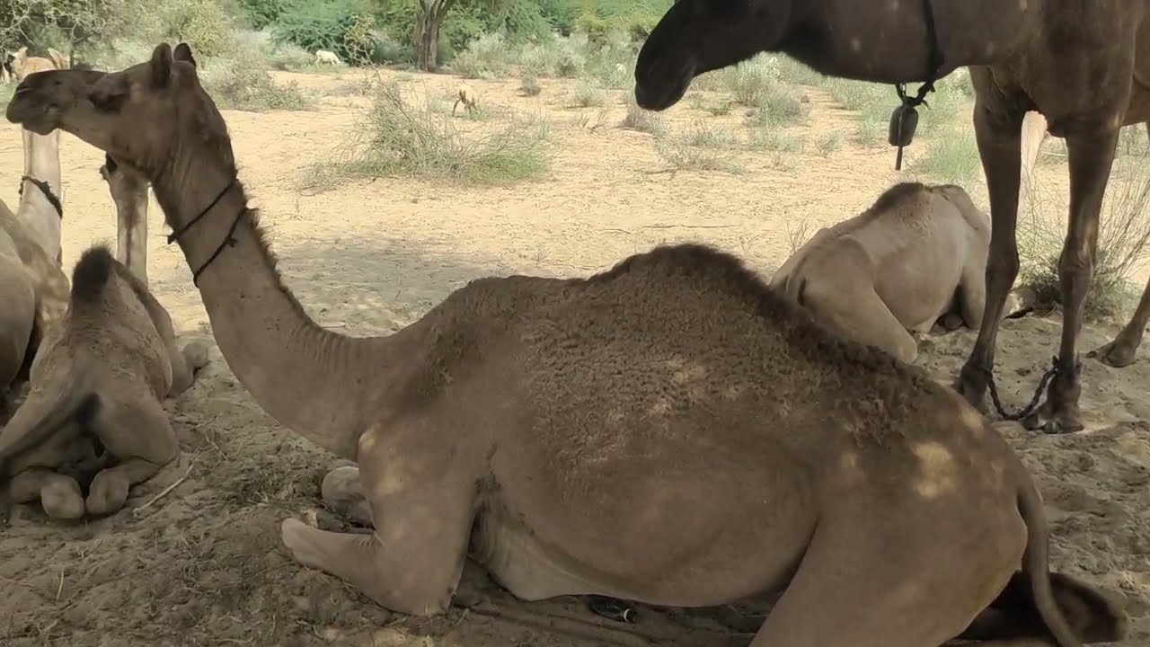 A camel is ready to meeting a camel