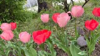 Tulips (チューリップ）🌷🌷🌷