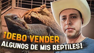 Algunos De Mis Reptiles Deben Irse!!!