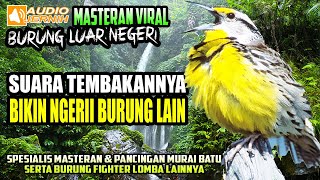 SUARA MASTERAN BURUNG LUAR NEGERI PART-1 || COCOK UNTUK MURAI BATU &  BURUNG FIGHTER LOMBA LAINNYA