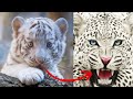 Animals Transformation Beast Mode - I'm A Big Kid Now