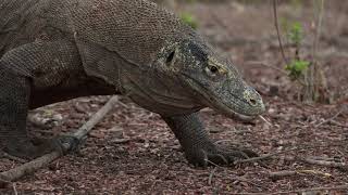 Komodo Dragons (Cool things you didn't know)