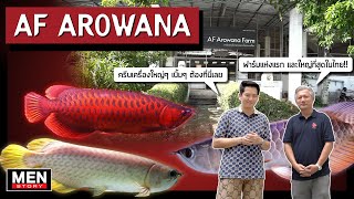 พาบุกฟาร์มปลามังกรที่ใหญ่ที่สุดในไทย!!! อโรวาน่าครีบเครื่องใหญ่ๆ ต้อง 'AF Arowana'  |  Men Story