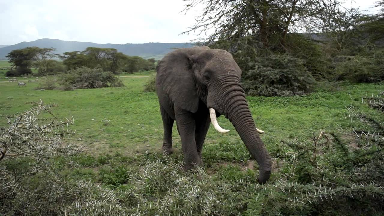 African Elephant Eating Acacia Tree YouTube