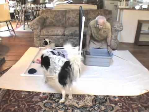 science jobs london Dog with biggest vocab