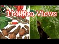 How To Grow Clove Plant At Home easily   كيفية زراعة نبات القرنفل في المنزل بسهولة