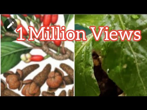 Video: Preparing The Soil For Cloves