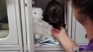 HSSA Volunteer Programs: Cat Enrichment