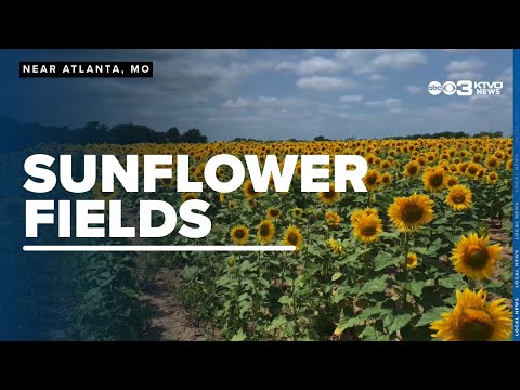 Northeast Missouri sunflower