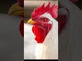 Good Morning #broilerfarming #poultrybusiness #indianfarmer #poultryfarm #modernfarming