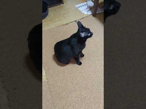 通り過ぎた猫