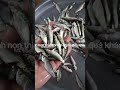 CÁ LINH ĐẦU MÙA - ĐẶC SẢN CÁ SÔNG THIÊN NHIÊN AN GIANG