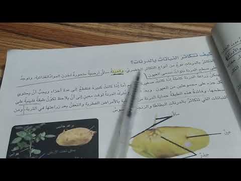 علوم للصف السادس الابتدائي الفصل الاول الدرس الثاني التكاثر الخضري صفحه 26 تلخيص علوم للصف السادس الابتدائي الفصل الاول الدرس الثاني التكاثر الخضري صفحه 26 تلخيص