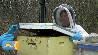 Famous Beehives Return to South Campus | Juice and Java Wealth