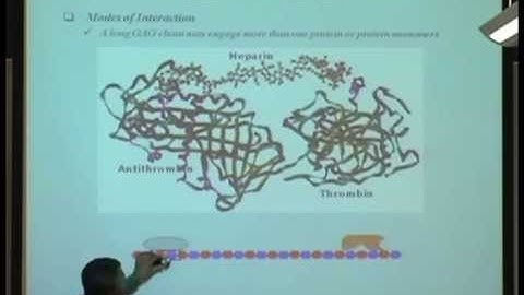 Carbohydrate-Protein Interactions 1