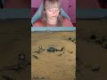 dino down | #mayhemwailer on #Twitch