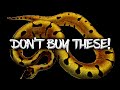 Don't Buy These 10 Ball Pythons!