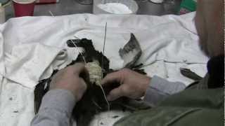 Testas Tuesday Tip - Bird Assembly @ChuckTestaOfficial