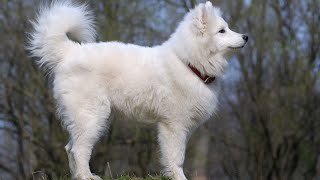 How to Manage Prey Drive in Samoyeds | Tips for Keeping Your Samoyed Safe by Samoyed USA 236 views 1 month ago 3 minutes, 41 seconds