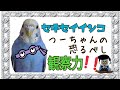 つーちゃんの恐るべし観察力☆ガン見!! セキセイインコ Budgerigar Parakeet