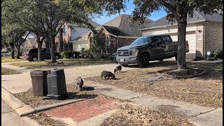 Its Not Cute Anymore Pigs Tear Up Yards, Dodge Capture In Spring