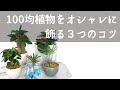 #ダイソー購入品 #パキラ #100均購入品　観葉植物４種を紹介！オシャレなインテリアグリーンとして飾る３つのコツを紹介