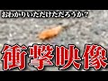 小さな生き物も一生懸命生きている。 #Shorts