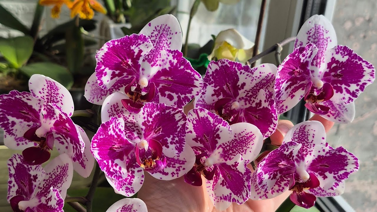 Орхідеї (екзоти+малюки+розквіти)🌺🦋#фаленопсиси#orchids#пелори