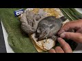 Taxidermy a Real Skin ROCKBASS/REDEYE Fish Part 3: Fin Prep