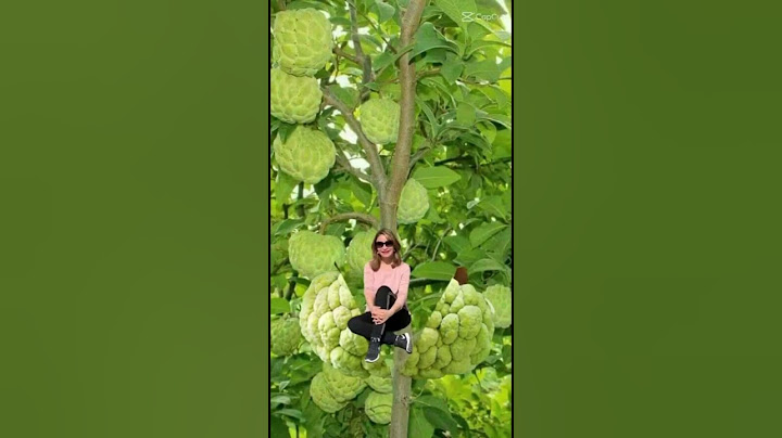 QUIÉN CONOCE ESTA DELICIOSA FRUTAS ‼️😂😃🥰😘♥️#shorts #video #like #food #vegan #fruit #delicious