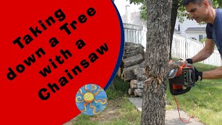 Taking down a tree with a chainsaw DIY